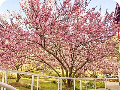 Parque das Cerejeiras