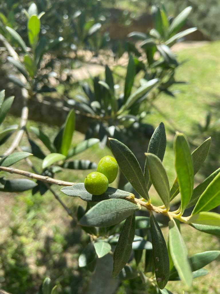 OLIQ - Azeites de Oliva